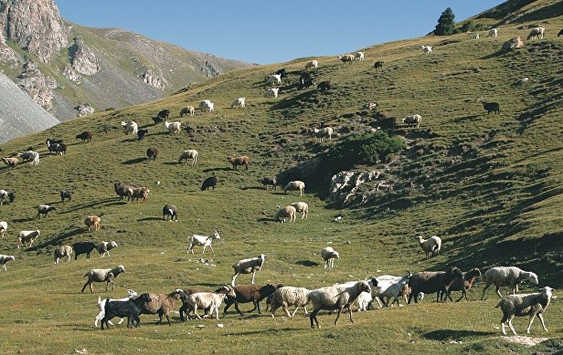 Овцы Киргизии