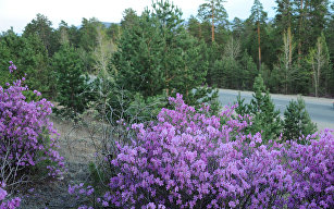 Весна в Забайкалье Весна в Забайкалье