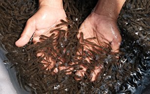 мальки пеляди