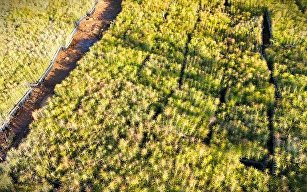 "Селигдар", саженцы