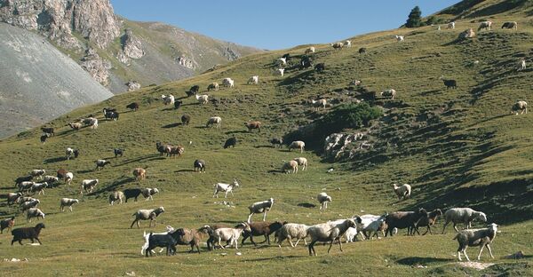 Овцы Киргизии Овцы Киргизии