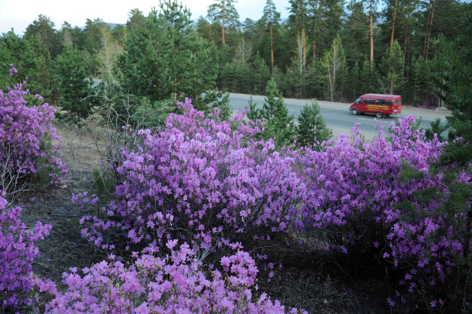 Весна в Забайкалье - ПРАЙМ, 1920, 20.05.2021