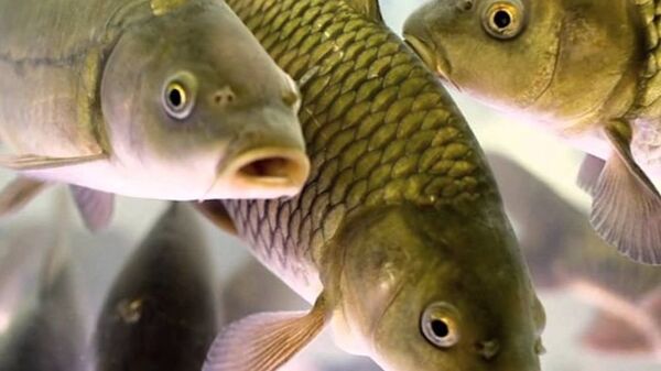 мальки сазана мальки сазана