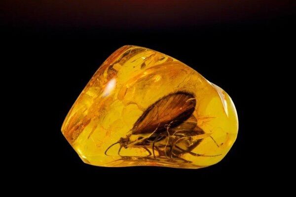 янтарь, самородок, инклюз янтарь, самородок, инклюз