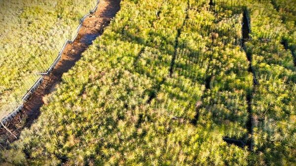 Селигдар, саженцы Селигдар, саженцы